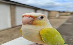 Conures birds for sale: Silly rammed Moon cheek conure - Image 2