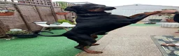 Dobermann dogs for sale: KC Amazing Dobermans  in Luton - Advert 3