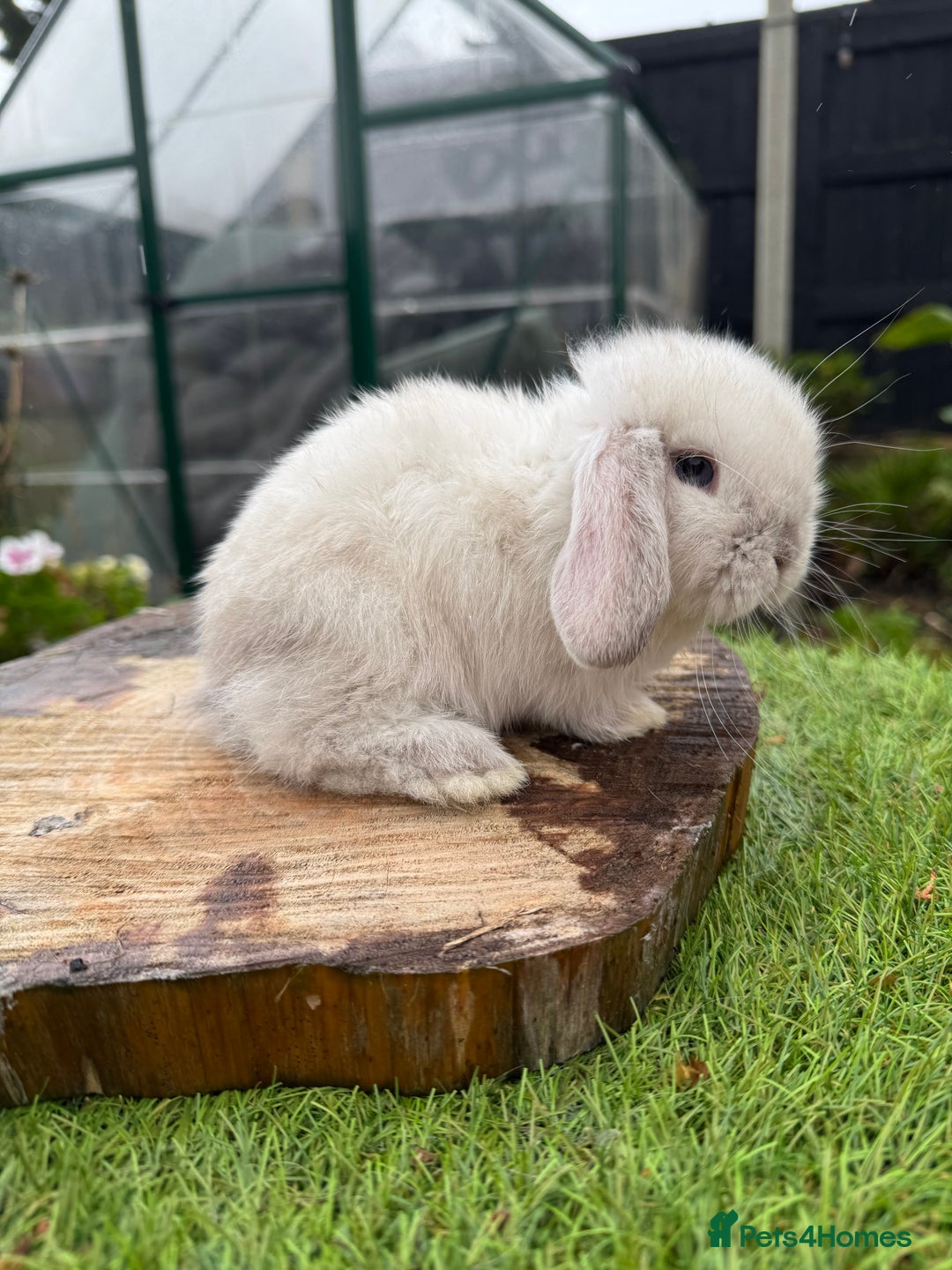 Mini Lop rabbits for sale: Mini lop baby bunnys  - Image 3