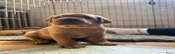 Labrador Retriever dogs for sale: KC Registered Fox Red Labrador Puppies - Advert 4