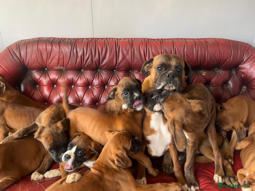 Boxer dogs for sale: 🐾 KC registered Boxer puppies 🐾  - Image 12