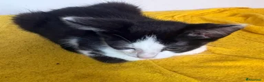 Black and white boy