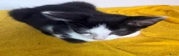 Mixed Breed cats for sale: Little ones are looking for loving home - Advert 2