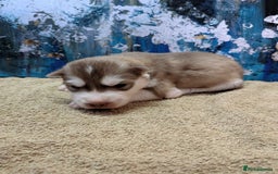 Siberian Husky dogs for sale: Beautiful pure Siberian Husky - Image 4