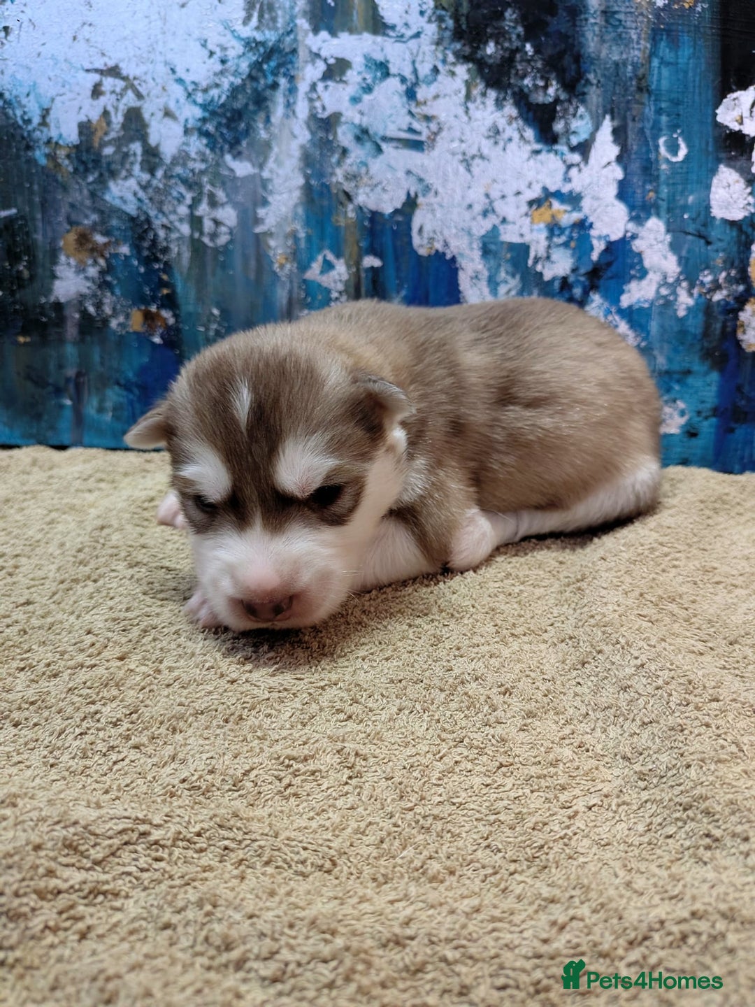 Siberian Husky dogs for sale: Beautiful pure Siberian Husky - Image 4