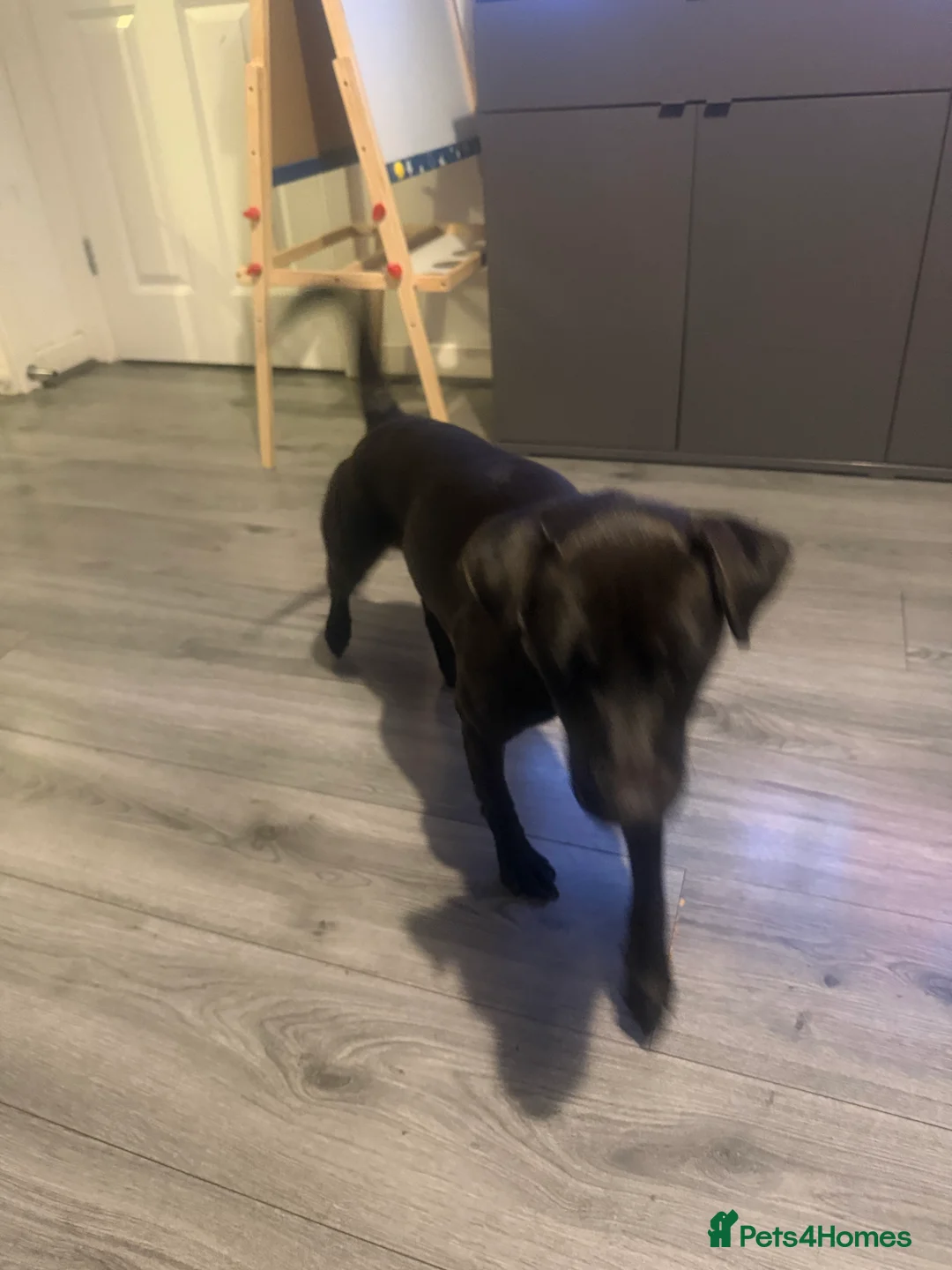 Patterdale Terrier dogs for sale: Roxie  - Advert 5