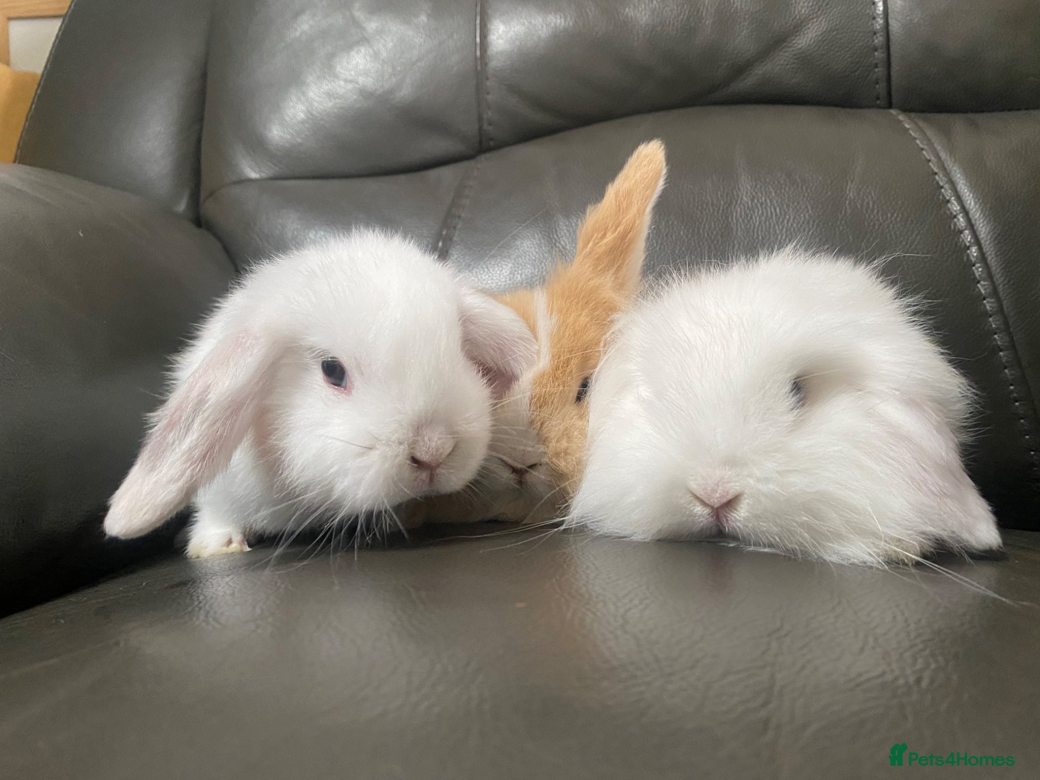 Mini Lop rabbits Mini lop litter ready 3rd April - Advert 1