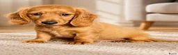 Dachshund dogs for sale: Gorgeous long haired miniature dachshund puppies  - Advert 10