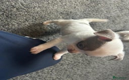 Chihuahua dogs for sale: Full pedigree Chihuahua puppies  - Image 25
