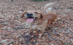 Golden Retriever dogs for stud: Golden Retriver Red/Dark Stud Dog - Image 3