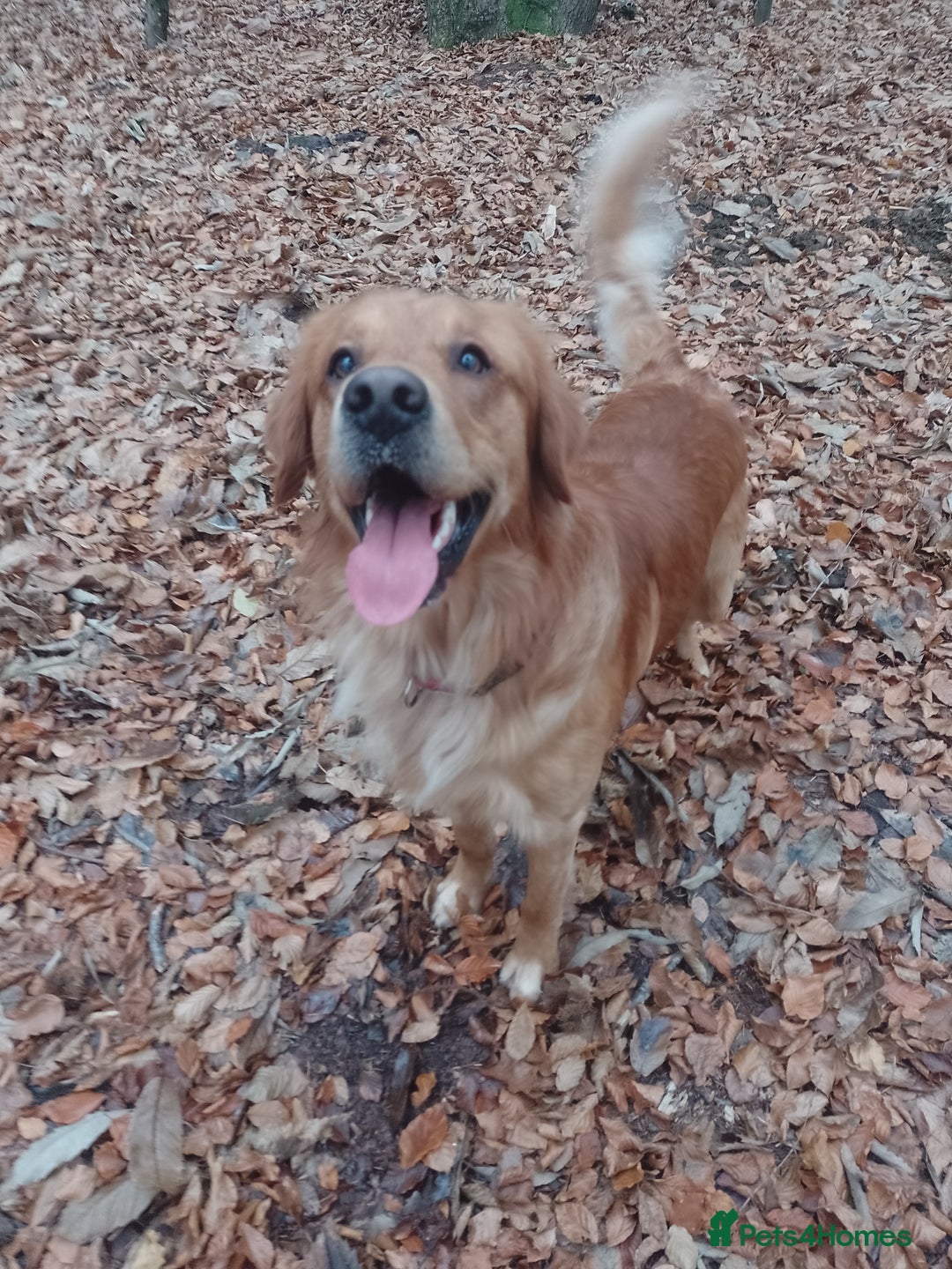 Golden Retriever dogs for stud: Golden Retriver Red/Dark Stud Dog - Image 3
