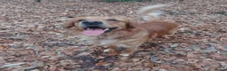 Golden Retriever dogs for stud: Golden Retriver Red/Dark Stud Dog in Southampton - Advert 3