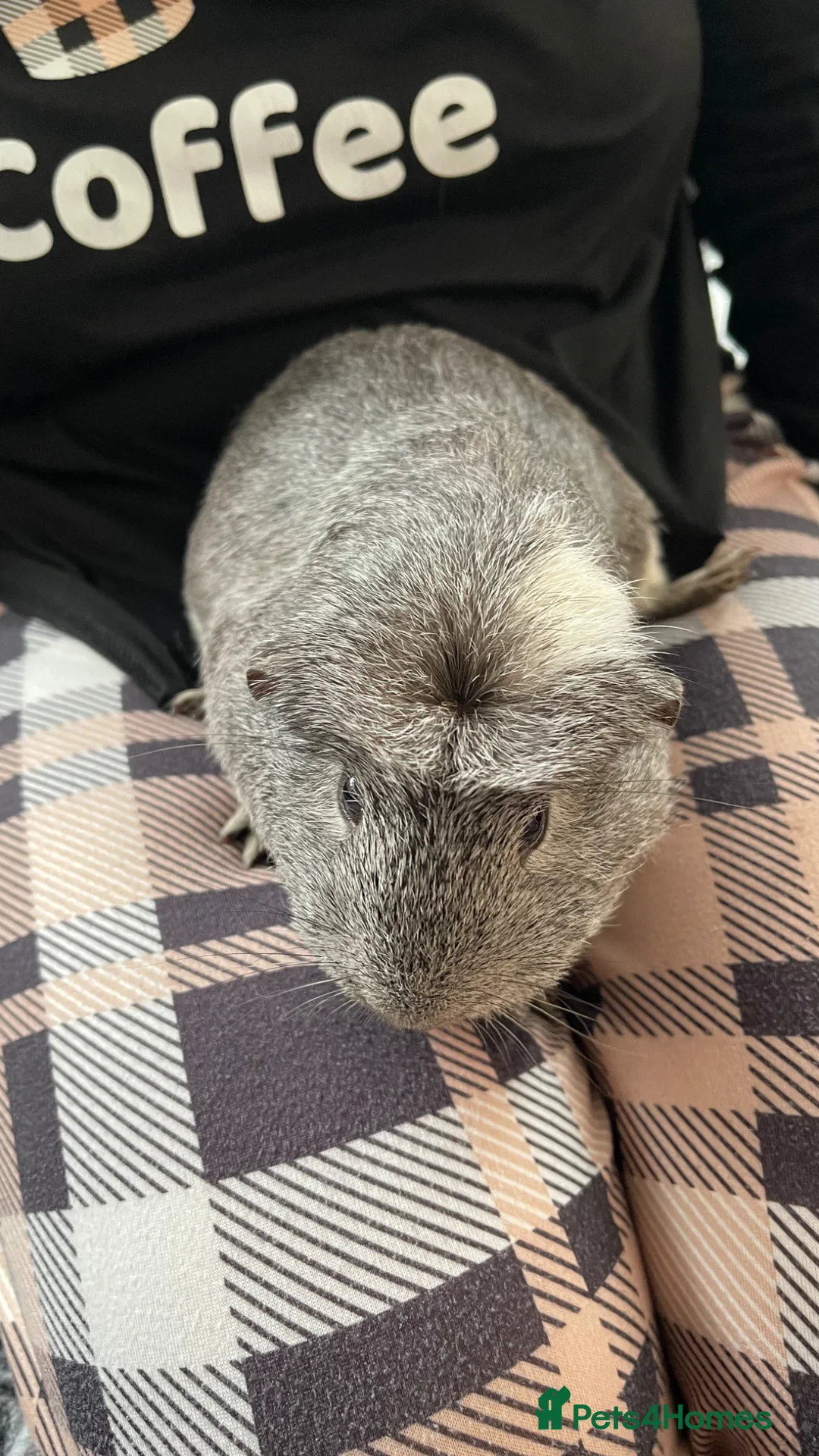 Guinea Pig rodents for sale: Chipy - Advert 2