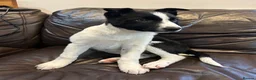 Border Collie dogs for sale: Beautiful Border Collies - Advert 9
