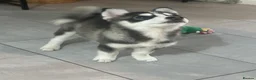 Pomsky dogs for sale: Price reduction Last boy F4 Pomsky  - Advert 5