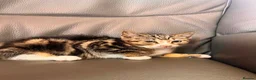 Mixed Breed cats for sale: Lovely kittens for sale - Advert 4