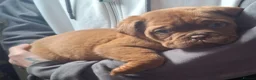 Dogue De Bordeaux dogs for sale: Pedigree Dogue De Bordeaux puppies - Advert 2