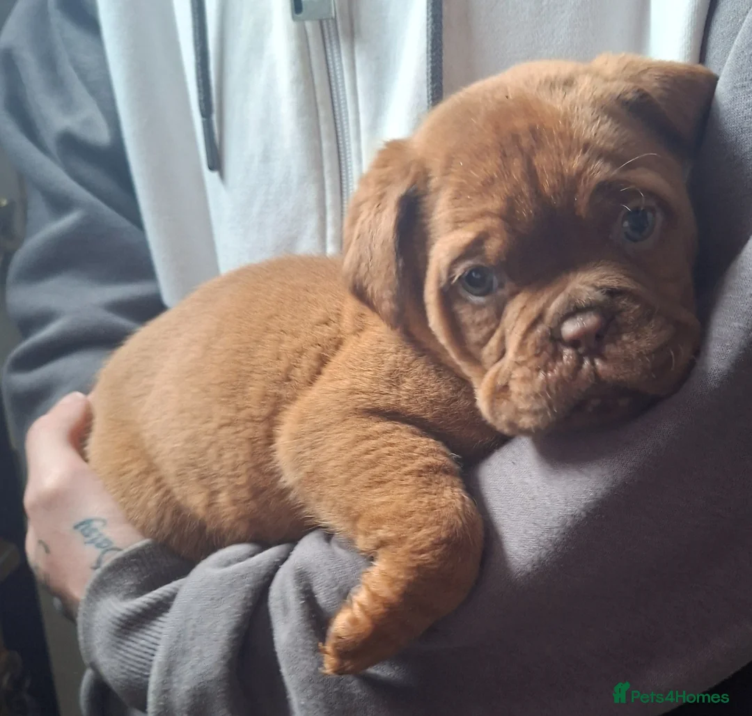 Dogue De Bordeaux dogs for sale: Pedigree Dogue De Bordeaux puppies - Advert 2