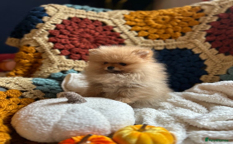 Pomeranian dogs - Advert 1