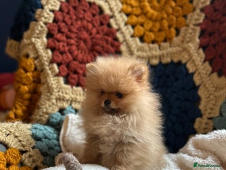 Pomeranian dogs - Advert 6