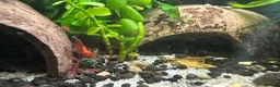 Plecos fish for sale: FREE JUVENILE PLECOS - Advert 9
