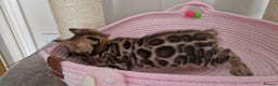 Bengal cats for sale: Beautiful kittens 🥰 - Advert 39