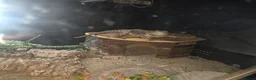 Bearded Dragon reptiles for sale: Cornelius in Oldham - Advert 3