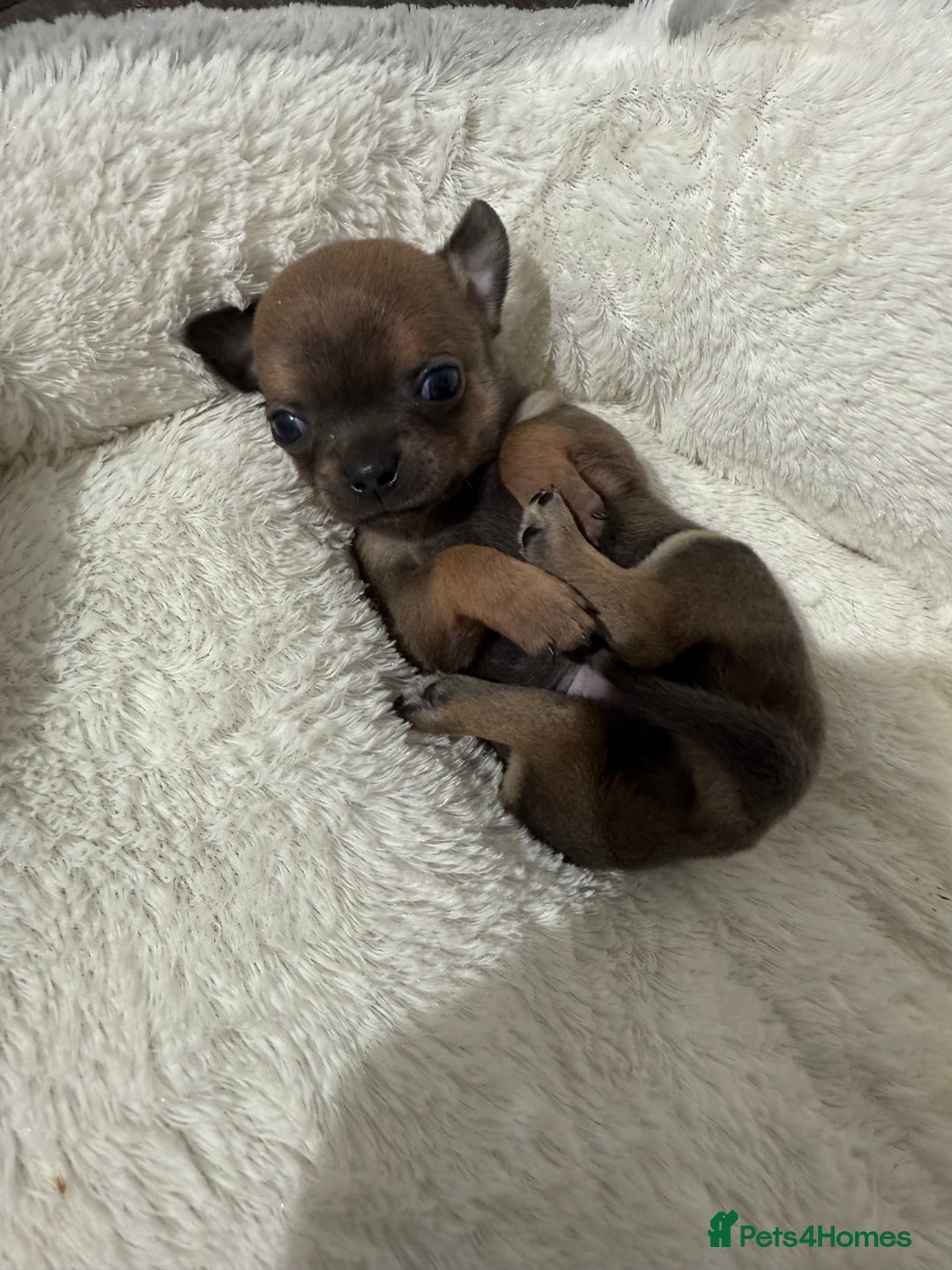 Chihuahua dogs for sale: Stunning smooth coat chihuahuas  - Advert 4