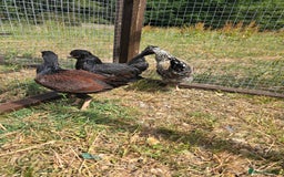 Chickens poultry for sale: Rare Breed Pullets 16 weeks old - Image 5