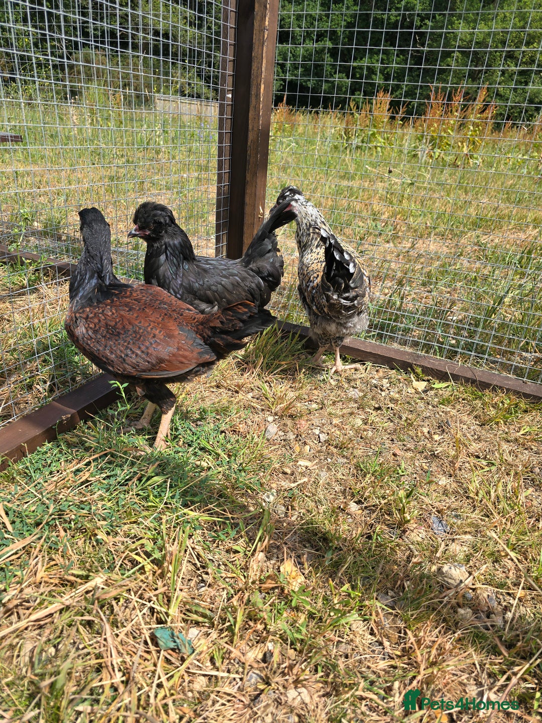 Chickens poultry for sale: Rare Breed Pullets 16 weeks old - Image 5