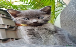 Mixed Breed cats for sale: Grey kittens  - Image 8