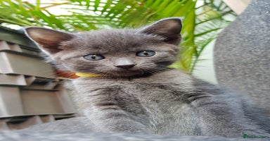 Mixed Breed cats - Advert 3