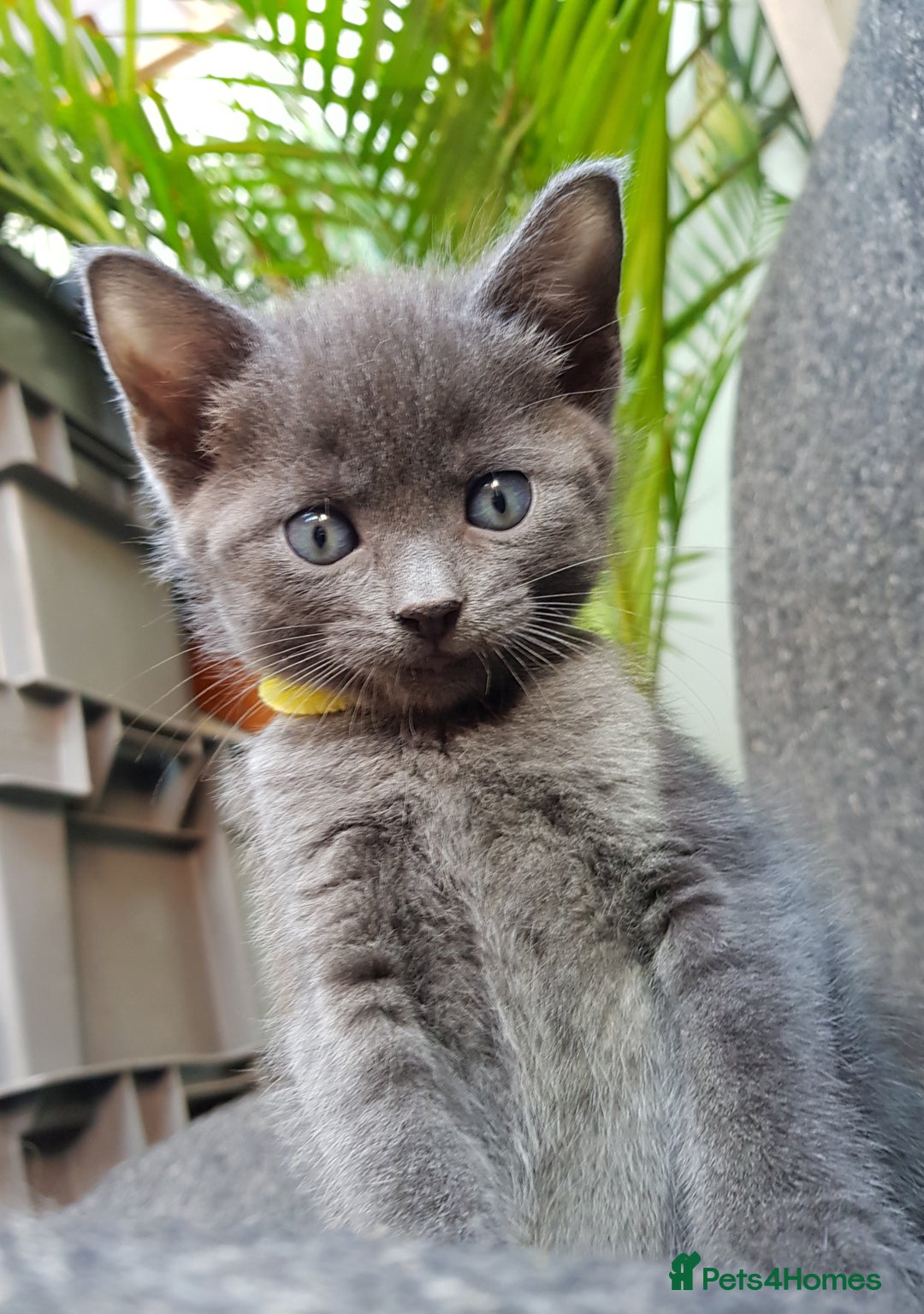 Mixed Breed cats for sale: Grey kittens  - Image 8