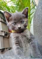 Mixed Breed cats - Advert 4