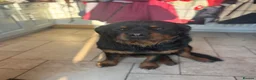 Rottweiler dogs for sale: Stunning Chunky Rotweillers from fantastic parents - Advert 18