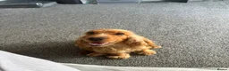 Cocker Spaniel dogs for sale: Stunning 2 year old gold female show spaniel  - Advert 4