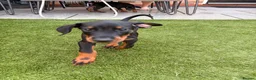 Dobermann dogs for sale: READY TO COLLET NOW | RKC DOBERMAN | CHAMPION LINE - Advert 23