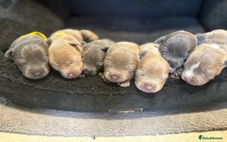 Staffordshire Bull Terrier dogs for sale: 7 gorgeous blue/lilac staffies - Image 1