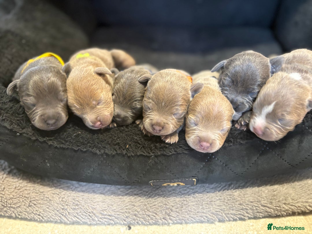 Staffordshire Bull Terrier dogs for sale: 7 gorgeous blue/lilac staffies - Image 1