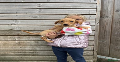 Labrador Retriever dogs - Advert 14