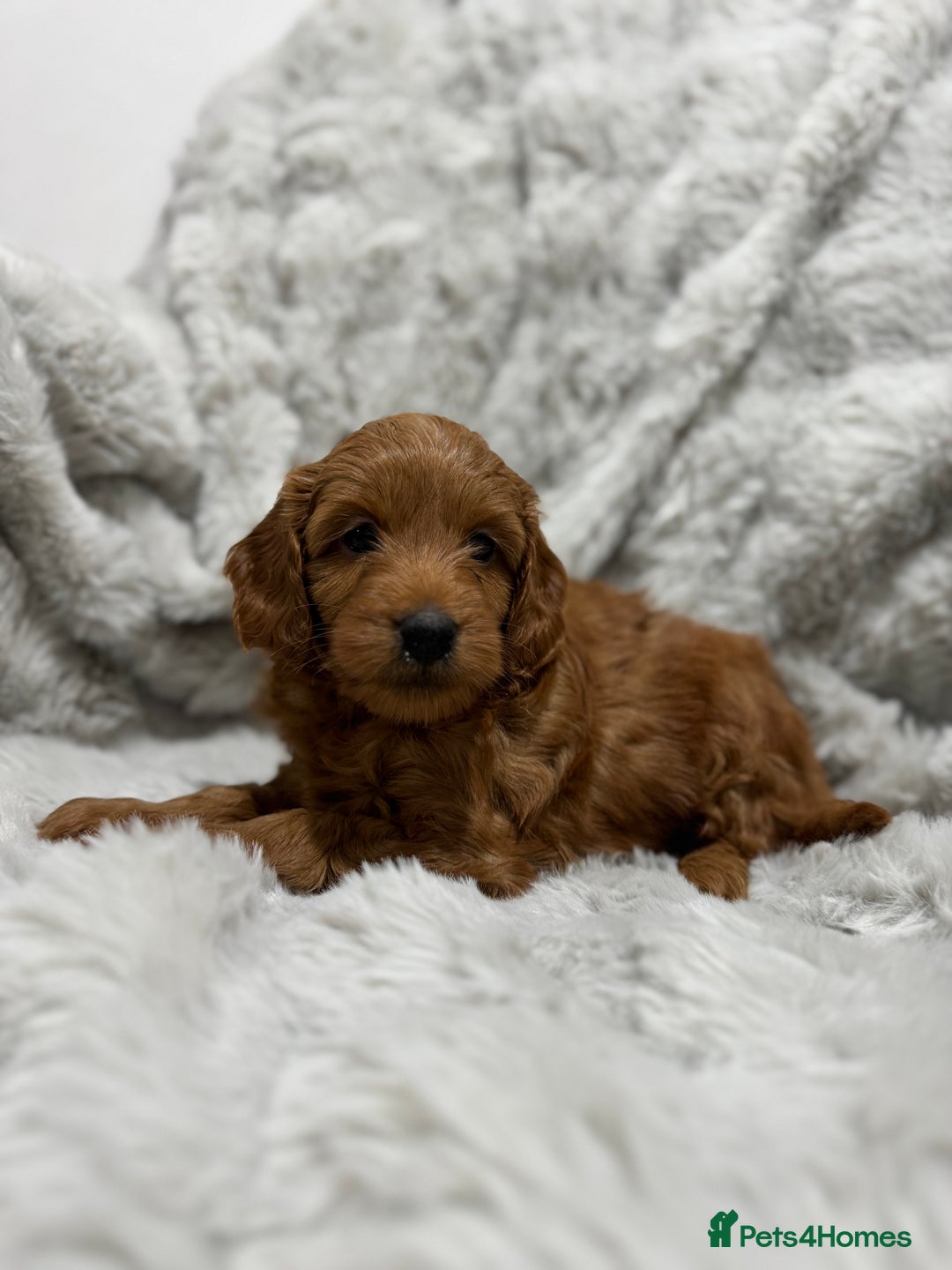 Cockapoo dogs for sale: F2 cockapoo puppies  - Advert 12