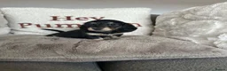 Miniature Dachshund dogs for sale: Miniature Dachshund - Advert 5