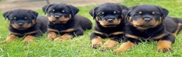 Rottweiler dogs for sale: Beautiful Rottweiler Puppies  in Chessington - Advert 16