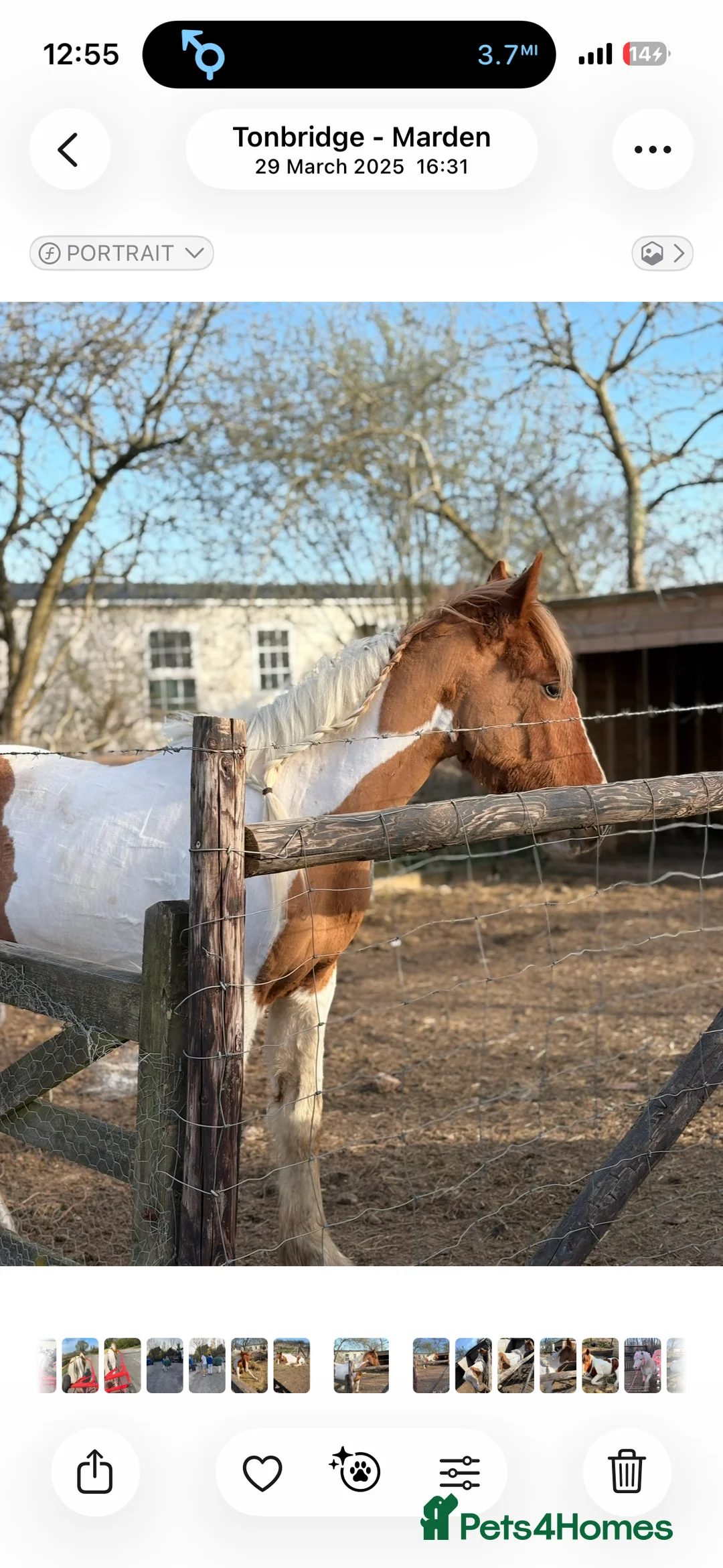 Welsh Section C horses for sale: Pablo - Advert 4