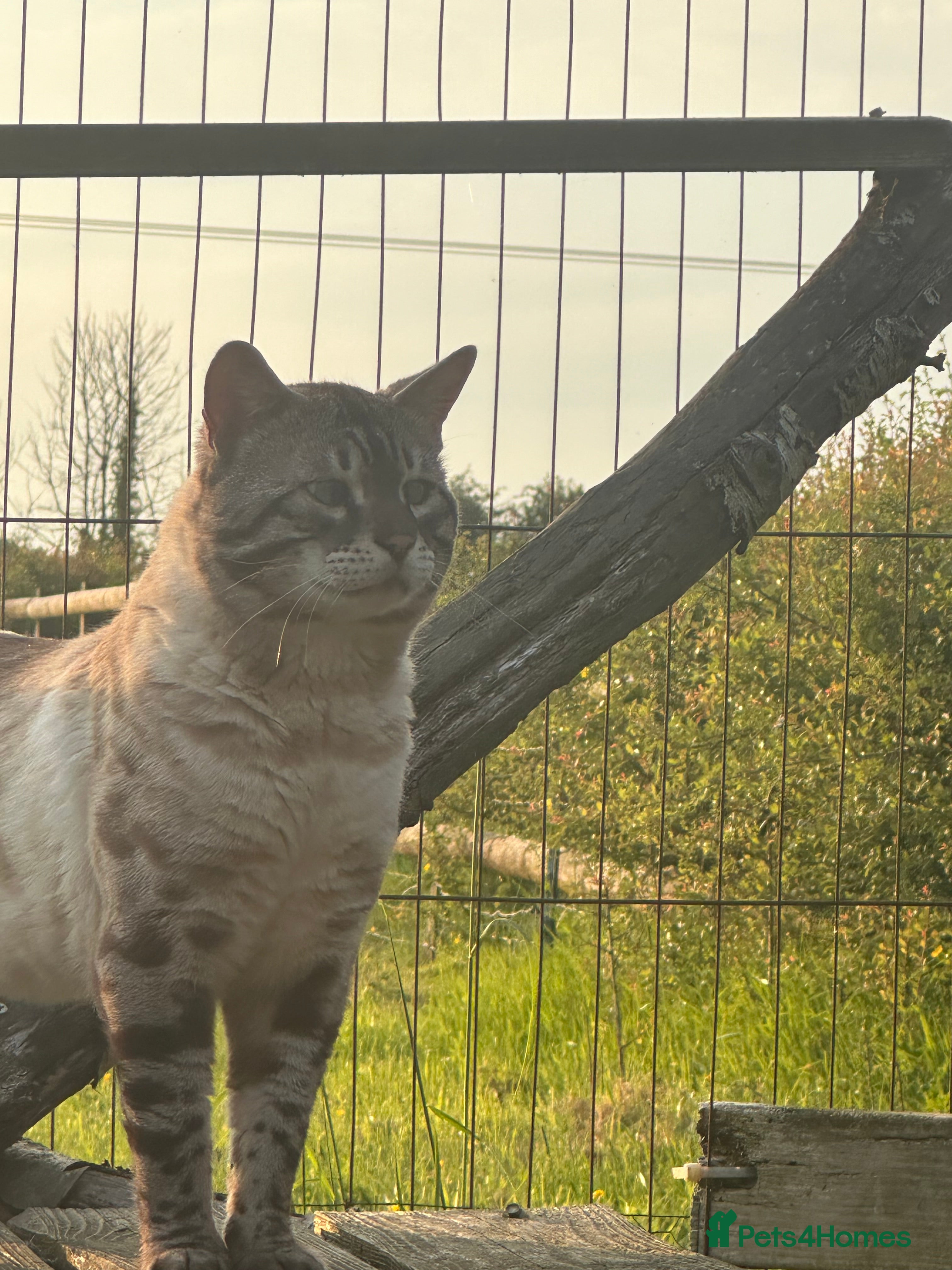 Bengal cats Bengal Cats - Advert 1