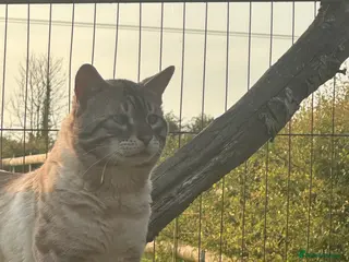 Bengal cats Bengal Cats - Advert 1