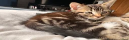 American Wirehair cats for sale: 1 Male 1 Female kitten - Advert 10