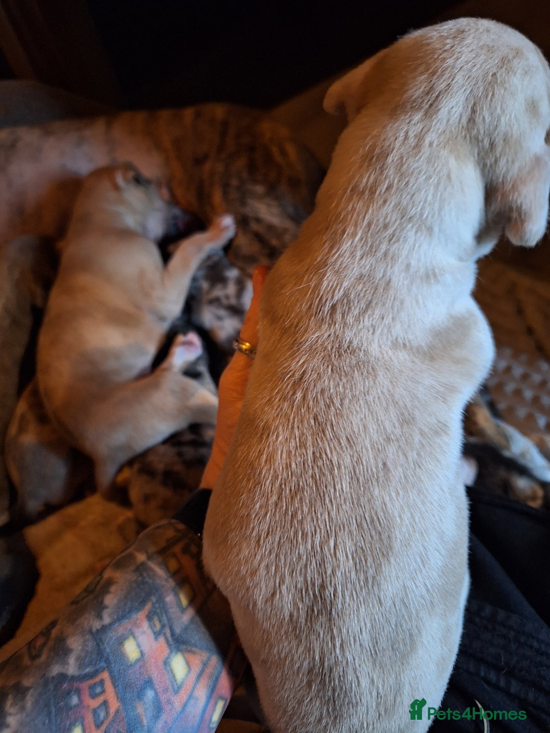 Lurcher dogs for sale: Really Now saluki Lurcher  - Advert 33