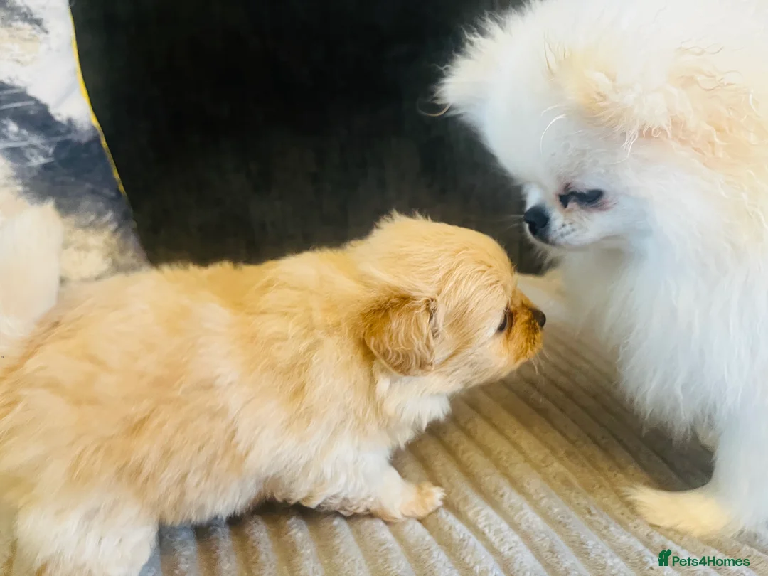 Pomapoo dogs for sale: Stunning pomapoo puppys  - Advert 9