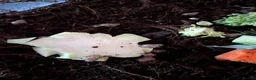Snails invertebrates for sale: Giant African Land Snails  in Sheffield - Advert 3
